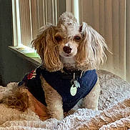 Santiago joined the competition — help win amazing prizes! dog, small_dog, curly_fur, long_ears, pet_clothing, collar, tags, blanket, soft_texture, indoor, window_blinds, natural_light, cozy, resting, fur, cute, animal, companion, portrait, comfortable