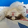 cat, fluffy, upside_down, bed, pink_nose, green_eyes, fur, whiskers, close_up, domestic_cat, indoor, resting, cute, pet, animal, soft, white_fur, brown_fur, relaxed, blue_background