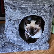 Napoleon Dynamite joined the competition — help win amazing prizes! abyssinian, animal, canine, cat, den, dog, hardwood, hole, indoors, kitten, manx, pet, siamese, wood