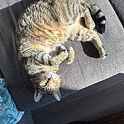 Finn is registered to the contest to win money with this photo: belly_up, cat, close_up, couch, green_eyes, indoor, living_room, paw, pet, relaxed, shadow, sofa, sunlight, tabby_cat, tail, texture, towel, upholstery, whiskers, wood_floor