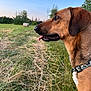 Chopin participe au concours pour gagner de l'argent avec cette photo : animal, brown_dog, canine, collar, dog, ears, field, grass, hay_bale, muzzle, nature, outdoor, pet, profile, rural, sky, sunset, tongue, trees, watchful