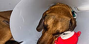 Chopin a rejoint le concours — aidez-le/la à gagner de superbes lots ! animal, brown_dog, canine, close_up, comfort, cone, cozy, cute, dog, indoor, injury_recovery, nap, paw, pet, plush_toy, quiet, resting, sleepy, soft_surface, toy