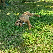 Chopin participe au concours pour gagner de l'argent avec cette photo : animal, brown_dog, canine, daytime, dog, flora, garden, grass, greenery, nature, outdoor, peaceful, pet, relaxing, resting, shadows, sleeping, summer, sunlight, yard