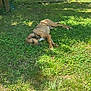 animal, brown_dog, canine, daytime, dog, flora, garden, grass, greenery, nature, outdoor, peaceful, pet, relaxing, resting, shadows, sleeping, summer, sunlight, yard