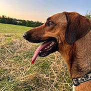 Chopin a rejoint le concours — aidez-le/la à gagner de superbes lots ! dog, animal, pet, tongue_out, collar, field, grass, outdoor, sunset, nature, mammal, brown_fur, profile, canine, happy, summer, sky, ears, closeup, landscape