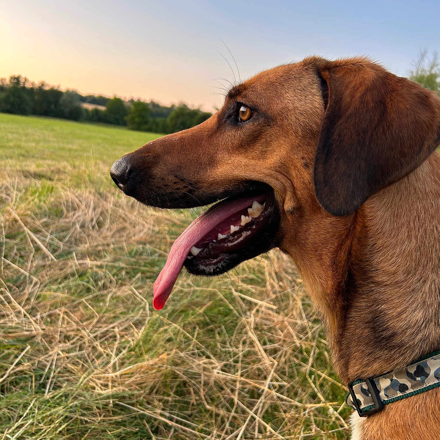 Chopin a rejoint le concours — aidez-le/la à gagner de superbes lots ! animal, brown_fur, canine, closeup, collar, dog, ears, field, grass, happy, landscape, mammal, nature, outdoor, pet, profile, sky, summer, sunset, tongue_out