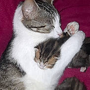 Cookie participe au concours pour gagner de l'argent avec cette photo : cat, kitten, sleeping, hugging, mother_cat, fur, pet, animal, cozy, comfort, resting, cute, domestic_cat, closeup, bed, blanket, pink, paw, soft, companion