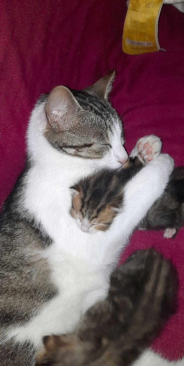 Cookie participe au concours pour gagner de l'argent avec cette photo : cat, kitten, sleeping, hugging, mother_cat, fur, pet, animal, cozy, comfort, resting, cute, domestic_cat, closeup, bed, blanket, pink, paw, soft, companion