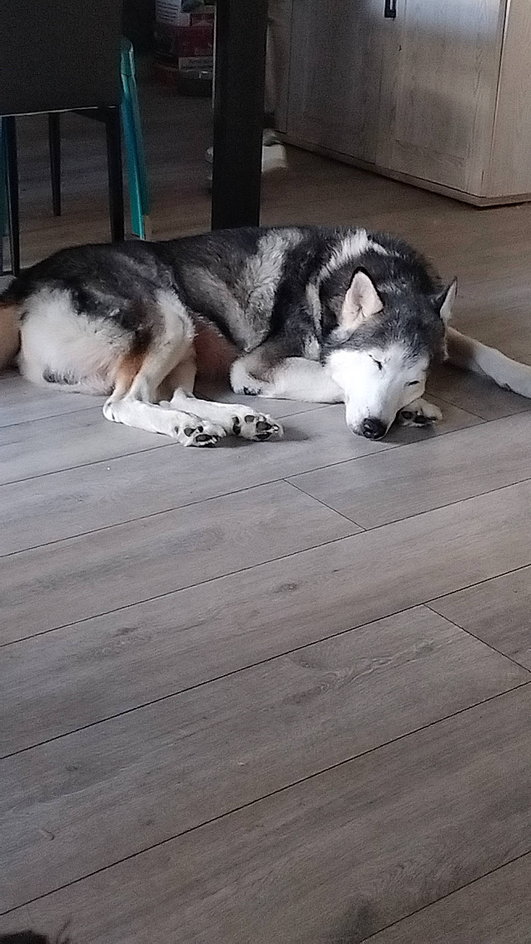 Ework a rejoint le concours — aidez-le/la à gagner de superbes lots ! carnivore, comfort, companion_dog, dog, dog_breed, domestic_short_haired_cat, felidae, floor, flooring, fur, grey, hardwood, sled_dog, small_to_medium_sized_cats, snout, sporting_group, tail, vertebrate, whiskers, wood