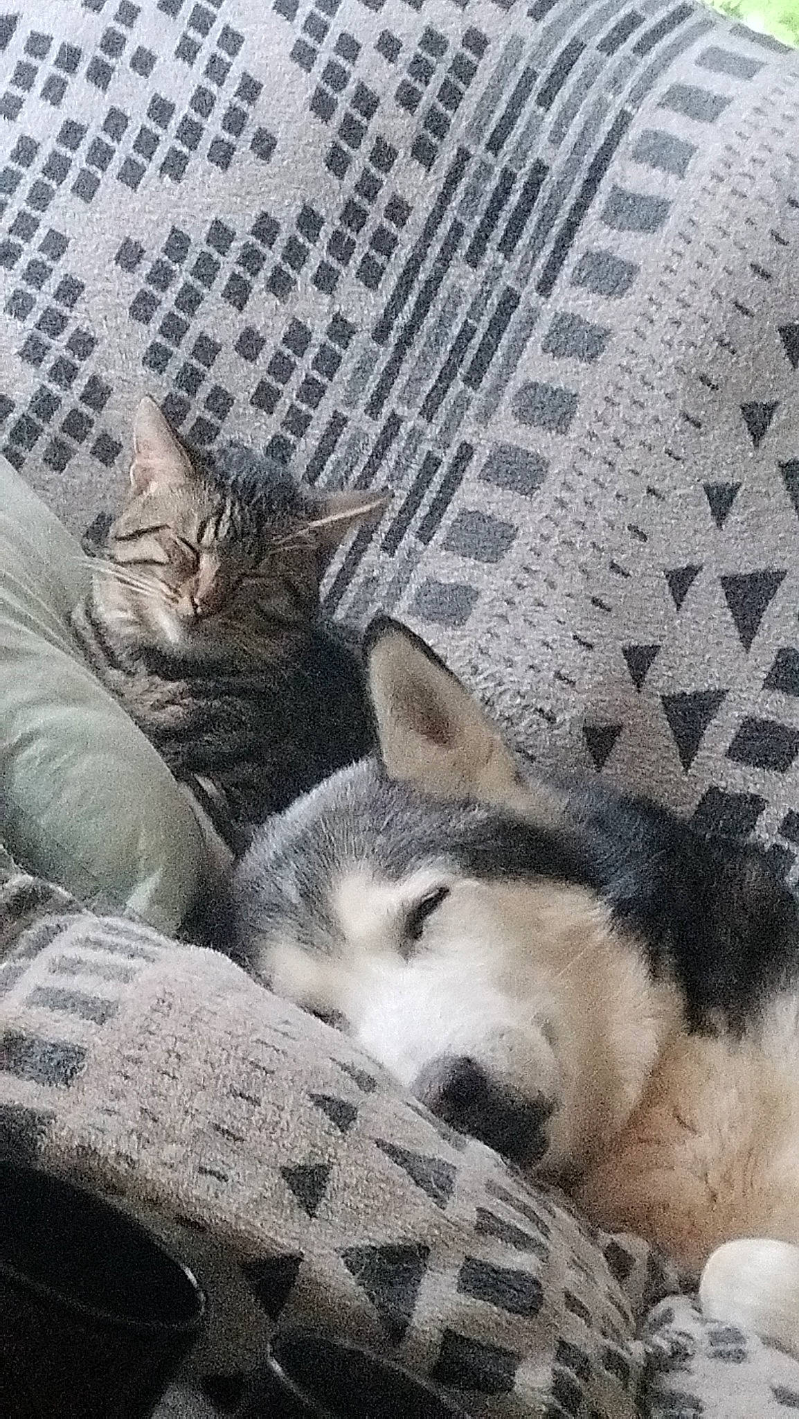 Ework participe au concours pour gagner de l'argent avec cette photo : carnivore, cat, comfort, dog, domestic_short_haired_cat, fawn, felidae, flooring, fur, grey, linens, mammal, paw, small_to_medium_sized_cats, snout, terrestrial_animal, textile, vertebrate, whiskers, wood