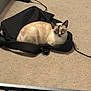 Cruella is registered to the contest to win money with this photo: cat, animal, indoor, carpet, bag, black_bag, pet, feline, resting, curious, beige_carpet, household, cable, floor, loaf_position, ears, whiskers, domestic_cat, fur, cute