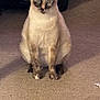 Cruella joined the competition — help win amazing prizes! cat, siamese_cat, pet, animal, feline, indoor, carpet, sitting, fur, whiskers, ears, eyes, face, cute, domestic_animal, looking, mammal, expression, shadow, floor