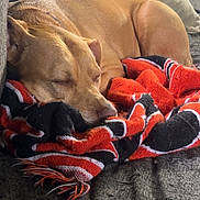 James Burdic is registered to the contest to win money with this photo: animal, blanket, brown_dog, canine, comfort, couch, cozy, dog, domestic_animal, fur, furniture, home, indoor, nap, pet, relaxation, resting, sleeping, snuggling, soft_texture