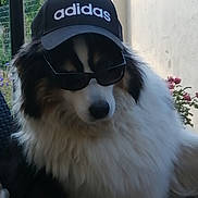 Kyara participe au concours pour gagner de l'argent avec cette photo : accessory, adidas, black_and_white, canine, cool, dog, fashion, flower, fluffy, fur, hat, nature, outdoor, pet, plant, portrait, relaxing, shade, summer, sunglasses