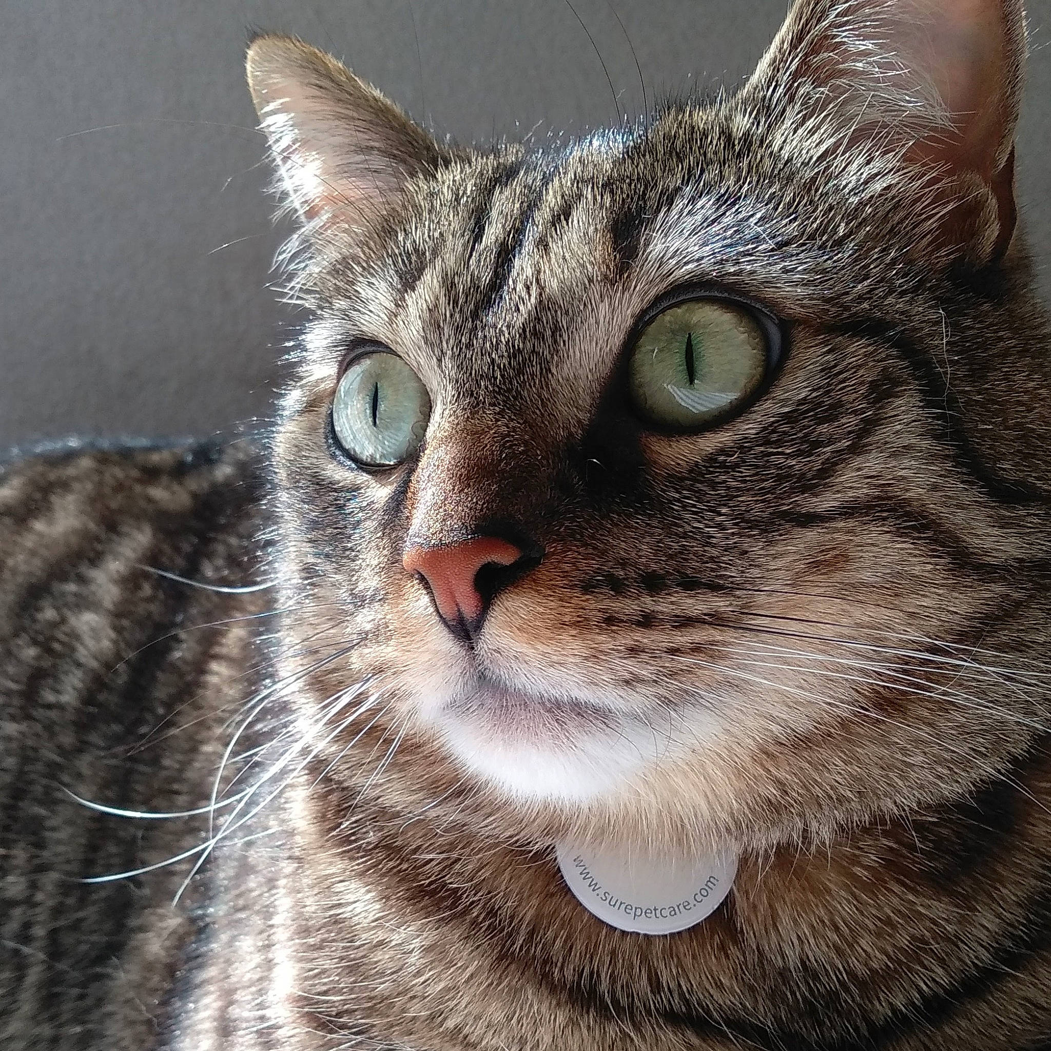 Niky participe au concours pour gagner de l'argent avec cette photo : aegean_cat, american_shorthair, american_wirehair, asian, australian_mist, carnivore, cat, chausie, close_up, domestic_short_haired_cat, dragon_li, european_shorthair, eye, felidae, mammal, small_to_medium_sized_cats, snout, tabby_cat, vertebrate, whiskers