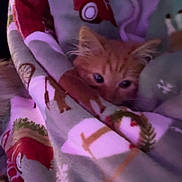 Harvey is registered to the contest to win money with this photo: kitten, cat, orange_cat, blanket, holiday_blanket, cozy, warm, indoor, pet, cute, fur, animal, resting, soft, patterned_blanket, comfort, curious, young_cat, wrapped, snuggled