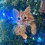 Harvey is registered to the contest to win money with this photo: kitten, cat, orange_cat, fluffy, christmas_tree, pine_branches, blue_lights, ornament, holiday, cute, pet, animal, whiskers, curious, indoor, festive, closeup, young_cat, feline, nature