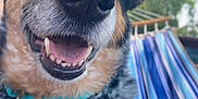 Ace is registered to the contest to win money with this photo: dog, close_up, smiling, nose, teeth, collar, blue, hammock, outdoor, trees, pet, happy, tongue, fur, black, brown, white, animal, nature, playful