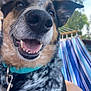 dog, close_up, smiling, nose, teeth, collar, blue, hammock, outdoor, trees, pet, happy, tongue, fur, black, brown, white, animal, nature, playful