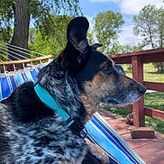 Ace is registered to the contest to win money with this photo: dog, hammock, collar, outdoor, tree, wooden_deck, blue_stripes, pet, canine, sunny, relaxed, fence, nature, grass, animal, daylight, backyard, leisure, profile, fur