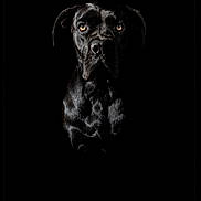Abie a rejoint le concours — aidez-le/la à gagner de superbes lots ! animal, black_dog, black_fur, canine, centered_composition, close_up, dark_background, dog, dramatic_lighting, floppy_ears, front_facing, glossy_coat, high_contrast, low_key_lighting, pet, photography, portrait, serious_expression, staring, studio