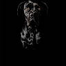 animal, black_dog, black_fur, canine, centered_composition, close_up, dark_background, dog, dramatic_lighting, floppy_ears, front_facing, glossy_coat, high_contrast, low_key_lighting, pet, photography, portrait, serious_expression, staring, studio