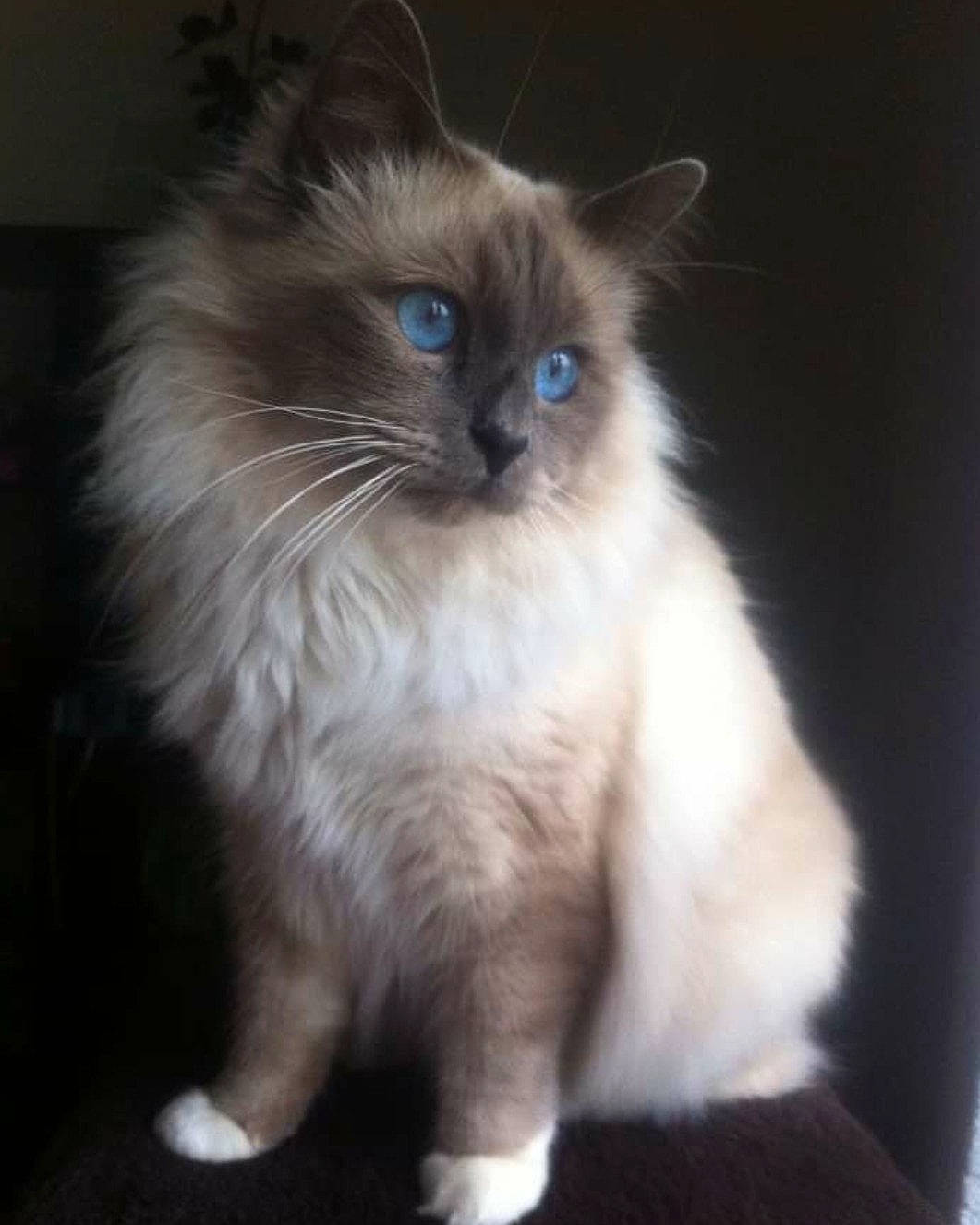 Hélios participe au concours pour gagner de l'argent avec cette photo : balinese, birman, british_longhair, carnivore, cat, electric_blue, fawn, felidae, fur, ragdoll, siamese, small_to_medium_sized_cats, smile, snout, tail, terrestrial_animal, thai, whiskers