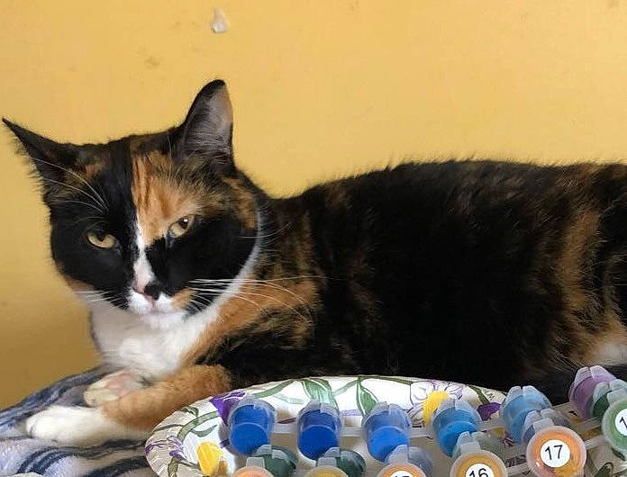 Boo joined the competition — help win amazing prizes! carnivore, cat, cat_furniture, cat_supply, comfort, domestic_short_haired_cat, drinkware, felidae, fur, paw, pet_supply, plate, puzzle, sitting, small_to_medium_sized_cats, tail, terrestrial_animal, whiskers