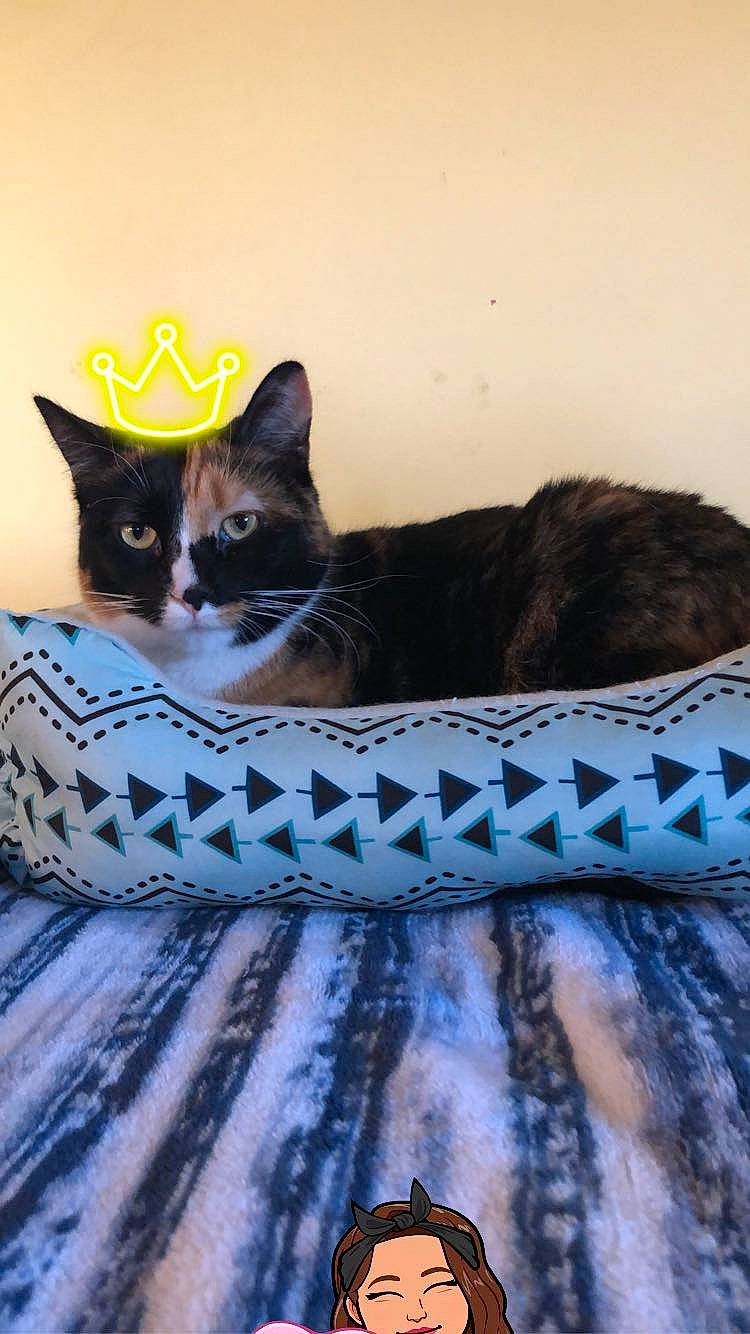 Boo is registered to the contest to win money with this photo: carnivore, cat, cat_supply, comfort, domestic_short_haired_cat, felidae, flooring, fur, grey, linens, pattern, paw, pet_supply, sitting, small_to_medium_sized_cats, snout, tail, whiskers, window, wood