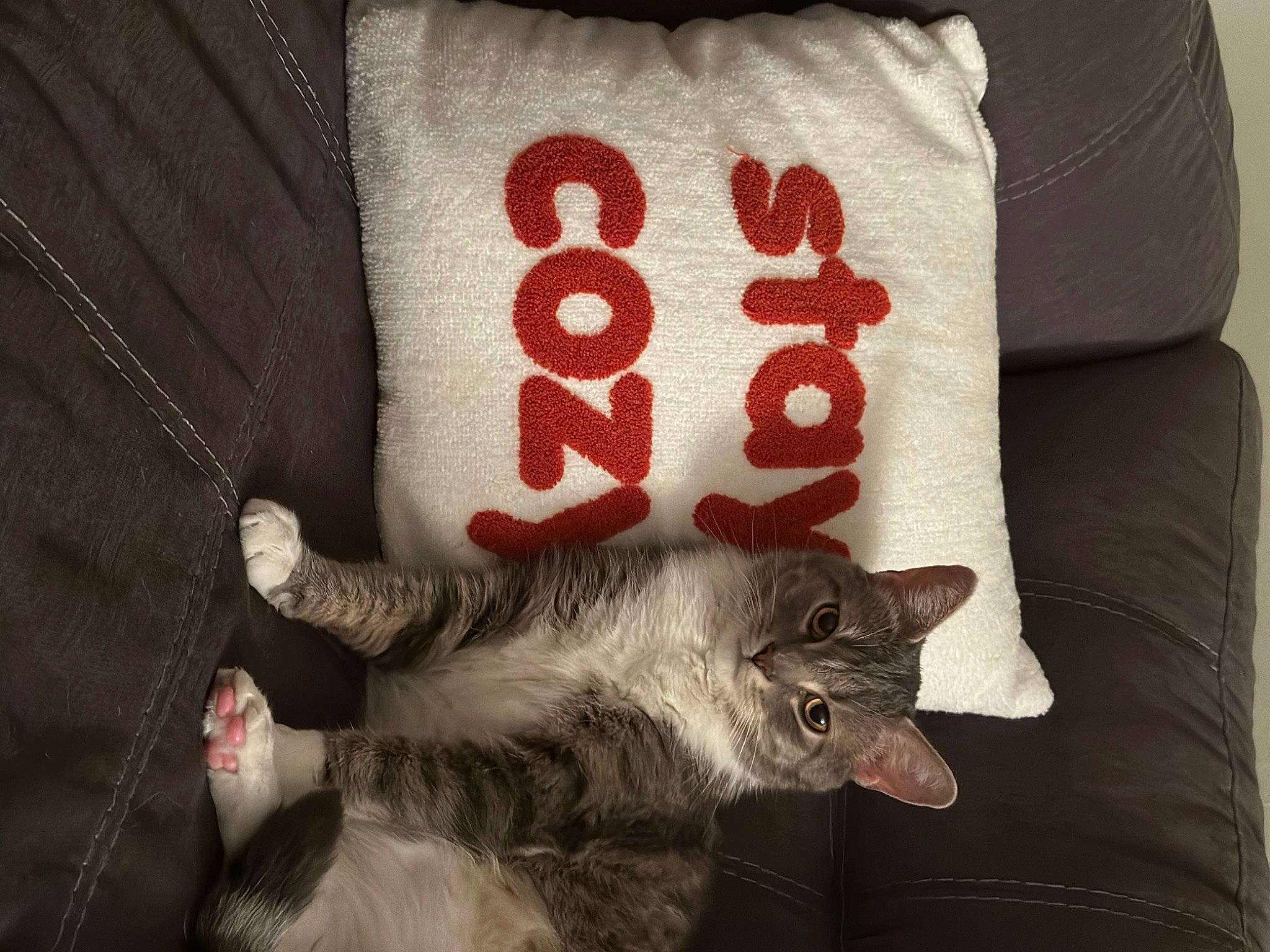 Jack is registered to the contest to win money with this photo: bedding, black_cat, carmine, carnivore, cat, comfort, domestic_short_haired_cat, felidae, font, fur, grey, linens, paw, pillow, sleeve, small_to_medium_sized_cats, t_shirt, tail, throw_pillow, whiskers