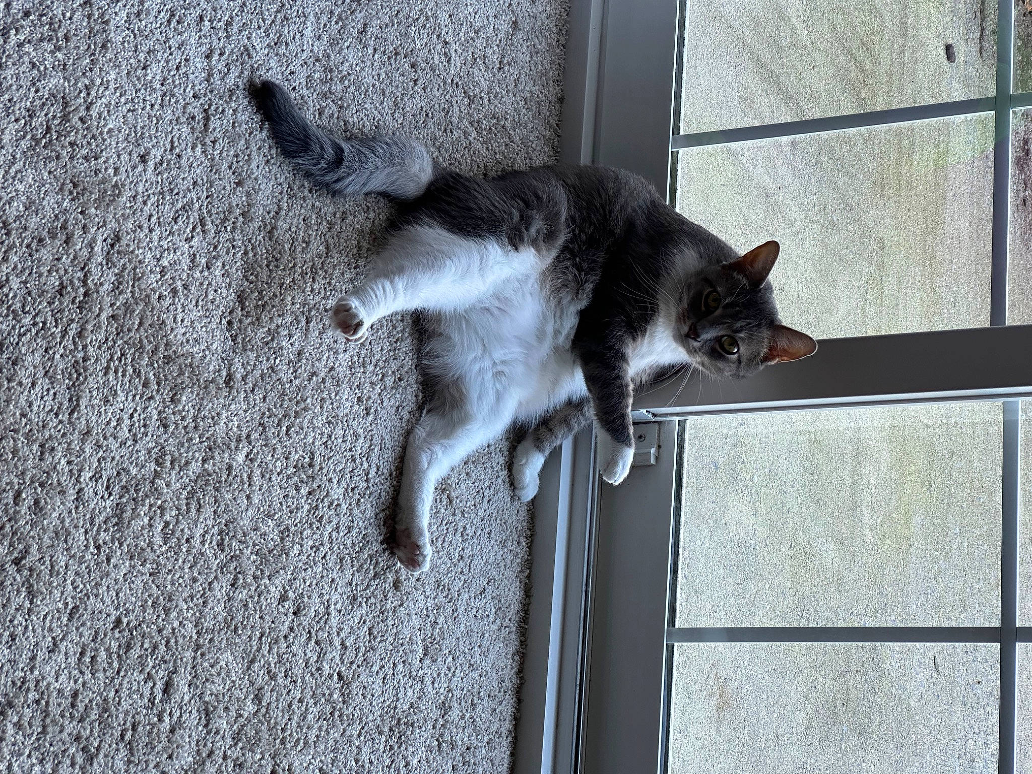 Jack is registered to the contest to win money with this photo: carnivore, cat, domestic_short_haired_cat, felidae, flooring, fur, grey, monochrome_photography, paw, road_surface, shadow, small_to_medium_sized_cats, snout, tail, whiskers, window