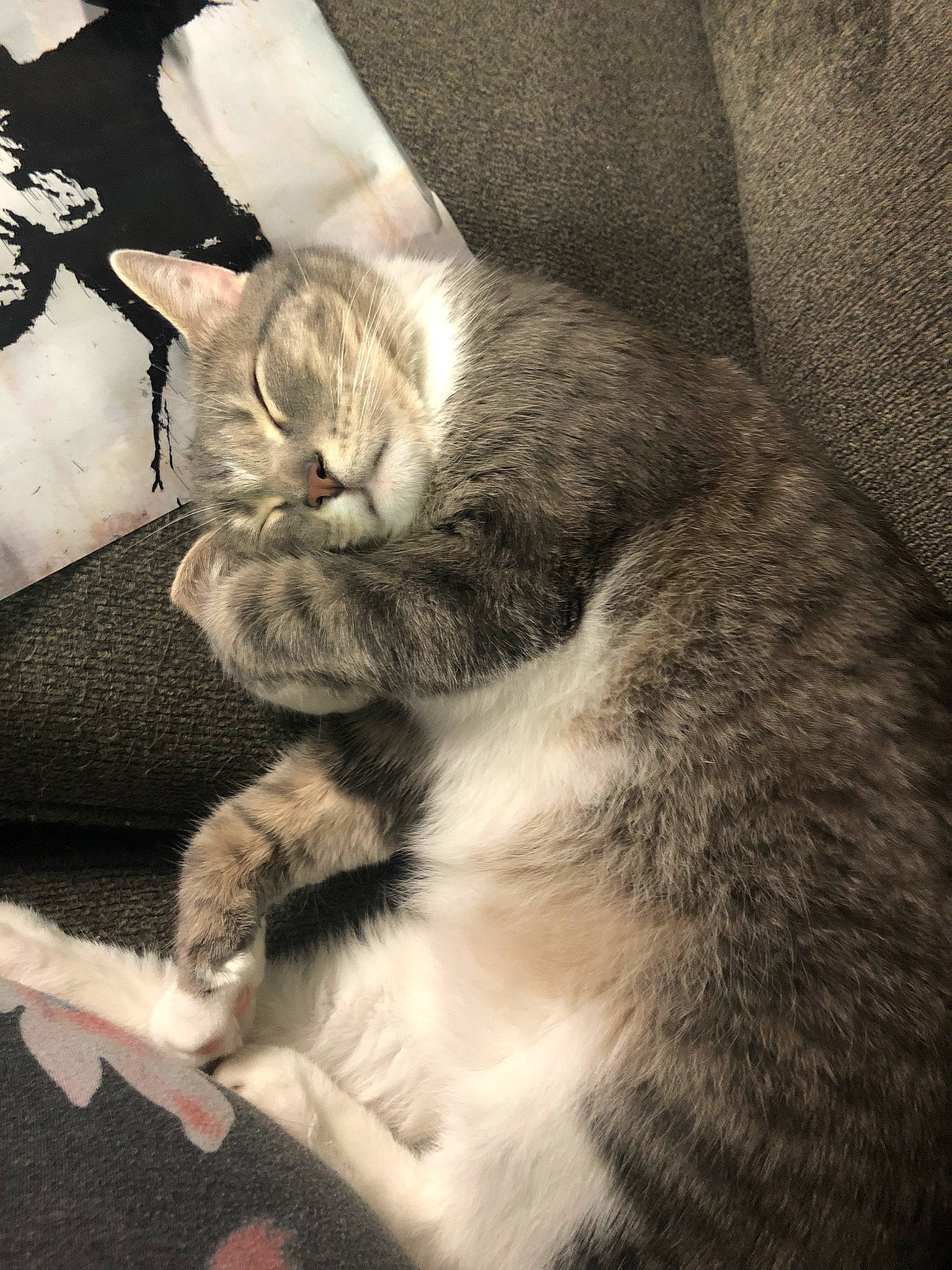 Jack joined the competition — help win amazing prizes! carnivore, cat, claw, cloud, comfort, domestic_short_haired_cat, ear, felidae, fur, grey, monochrome, monochrome_photography, nap, paw, sky, sleep, small_to_medium_sized_cats, snout, tail, whiskers