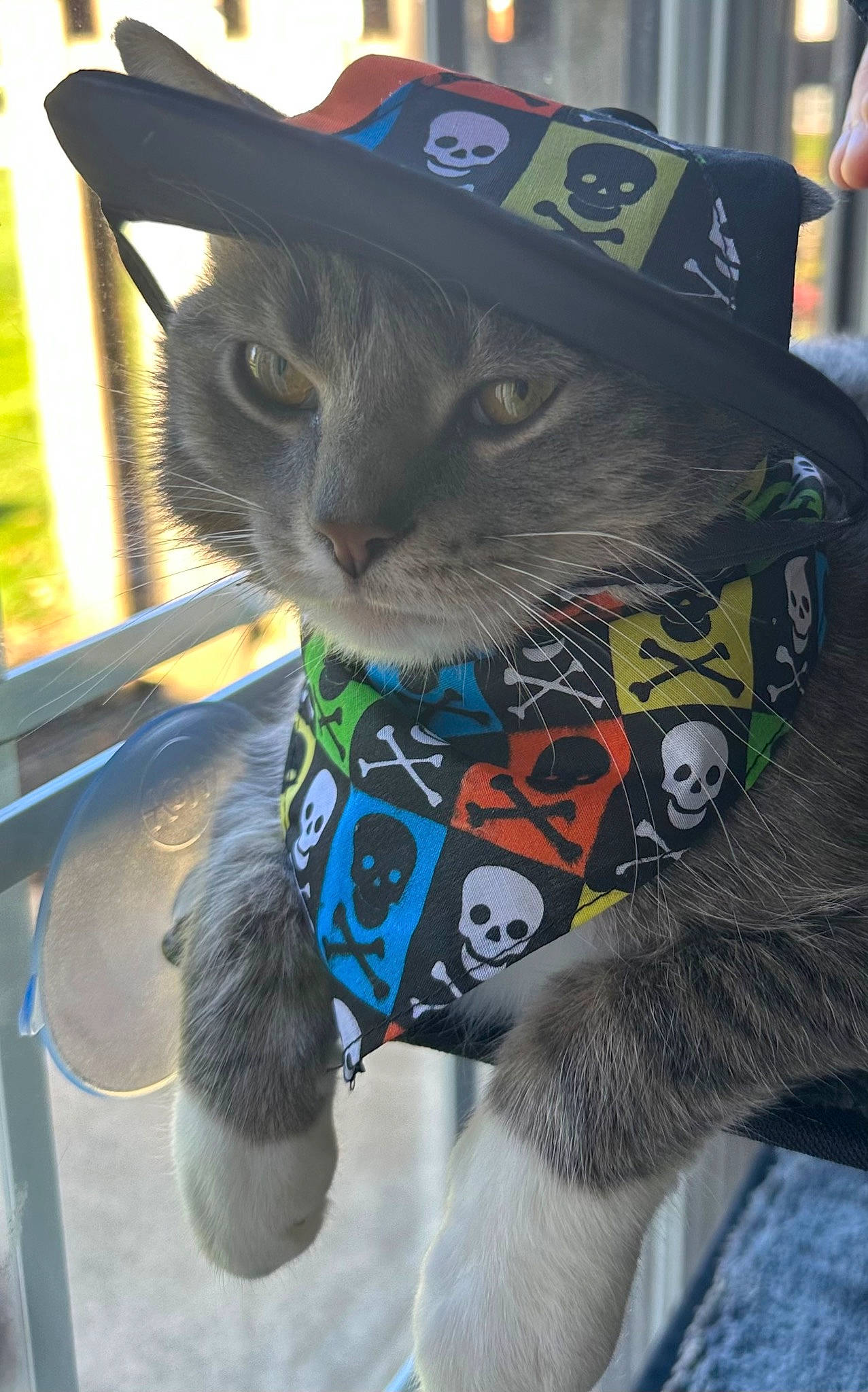 Jack is registered to the contest to win money with this photo: carnivore, cat, collar, domestic_short_haired_cat, electric_blue, fashion_accessory, felidae, fur, grass, hat, pattern, personal_protective_equipment, plant, sleeve, small_to_medium_sized_cats, snout, sun_hat, sunglasses, tail, whiskers