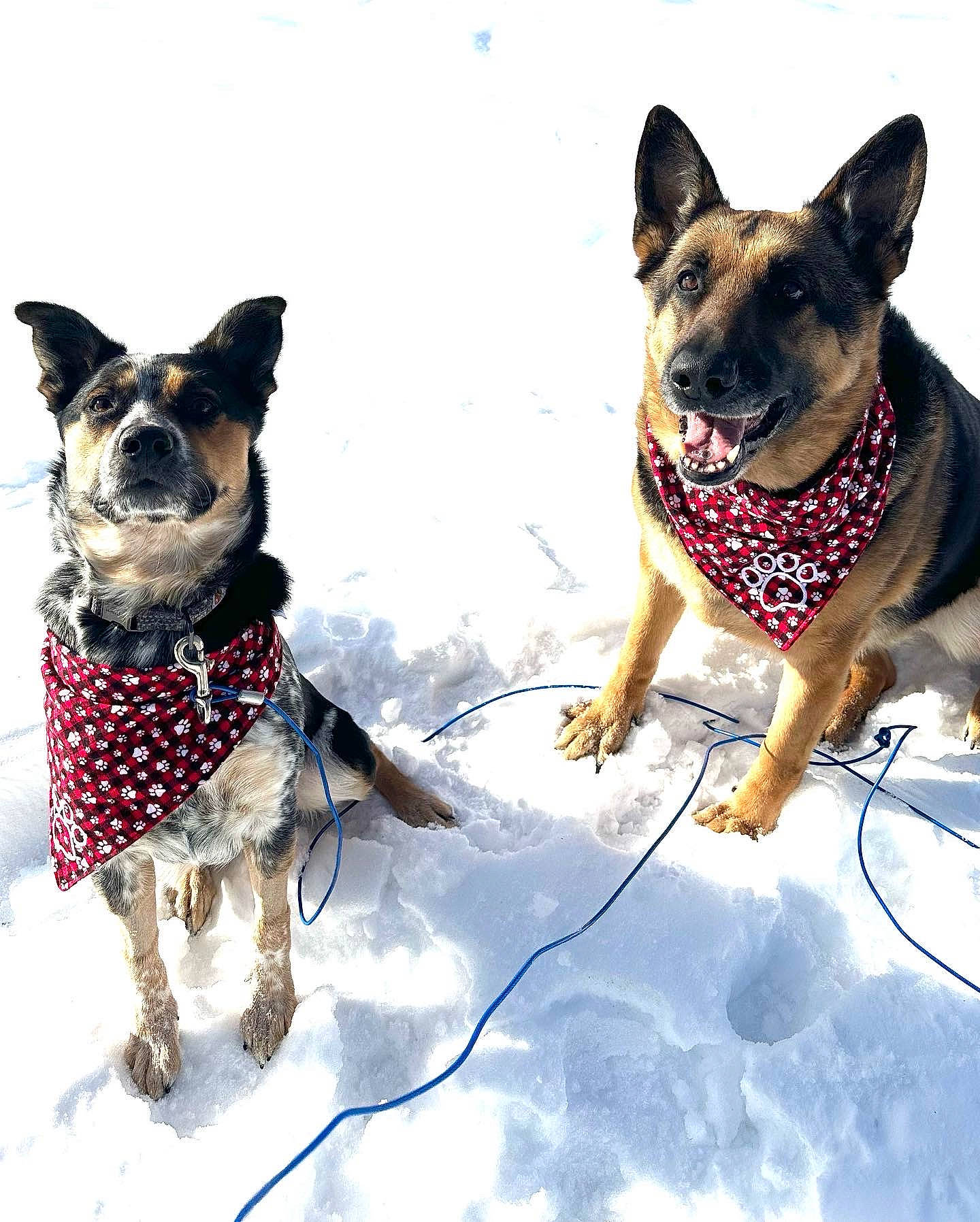 Nadia is registered to the contest to win money with this photo: canidae, carnivore, collar, companion_dog, dog, dog_breed, dog_collar, dog_supply, fawn, freezing, fun, leash, mammal, pet_supply, recreation, snout, snow, sporting_group, winter, working_animal