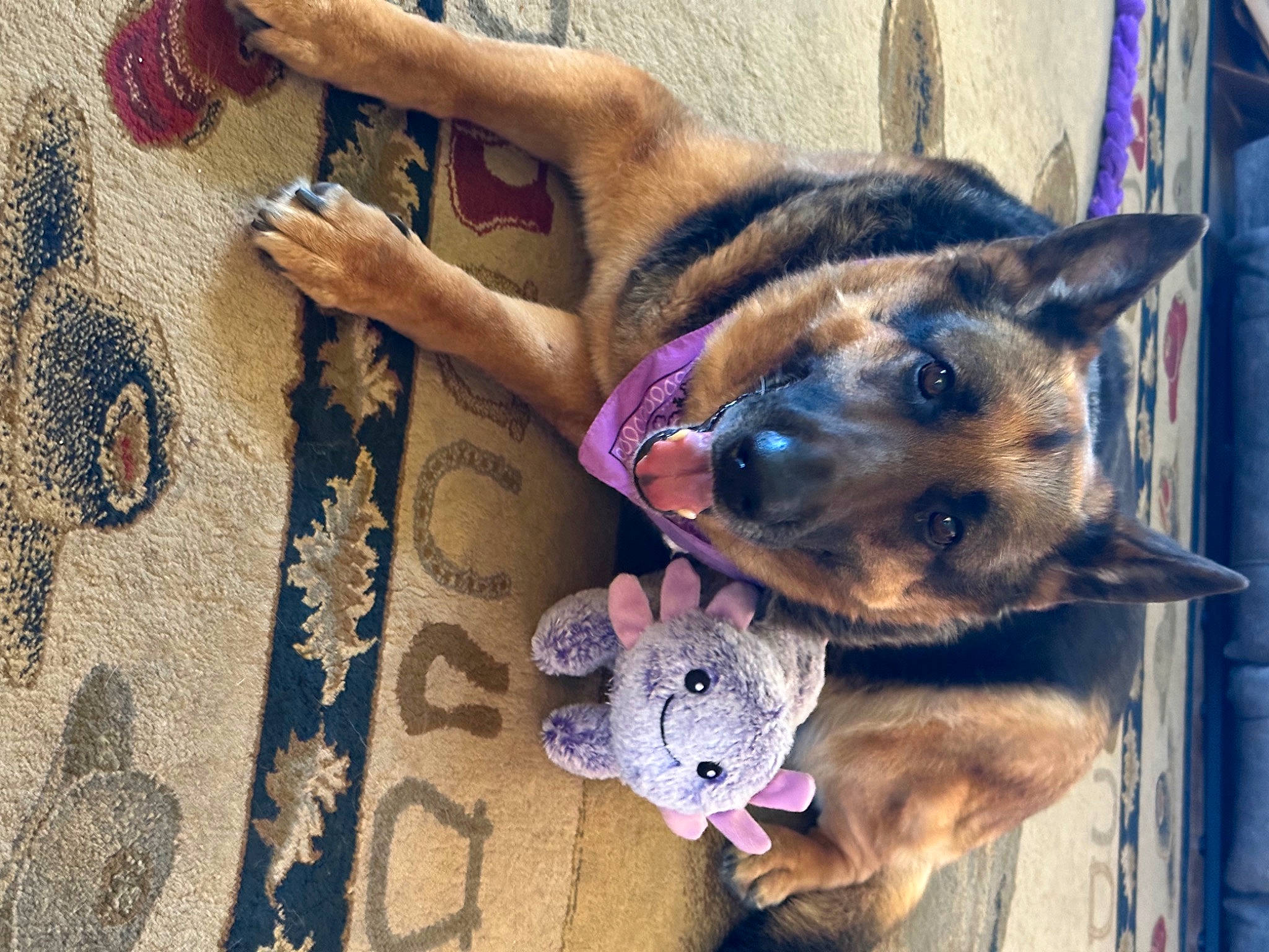 Nadia joined the competition — help win amazing prizes! canidae, carnivore, companion_dog, dog, dog_breed, dog_supply, electric_blue, fawn, flooring, foot, fur, german_shepherd_dog, human_leg, non_sporting_group, paw, pet_supply, selfie, snout, sporting_group, working_dog