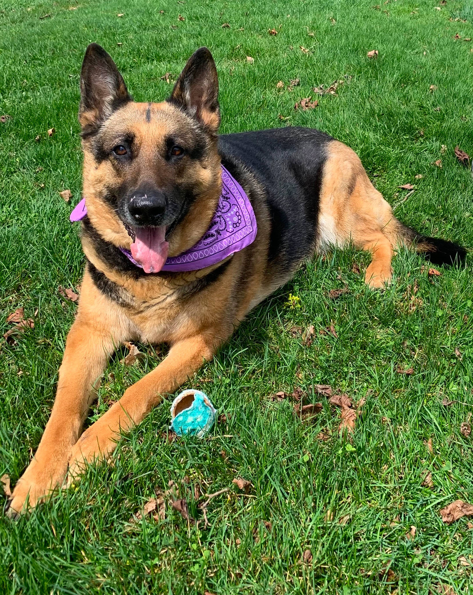 Nadia joined the competition — help win amazing prizes! belgian_shepherd_malinois, carnivore, collar, companion_dog, dog, dog_breed, dog_supply, east_european_shepherd, fawn, foot, german_shepherd_dog, grass, herding_dog, king_shepherd, lawn, plant, sporting_group, working_animal, working_dog