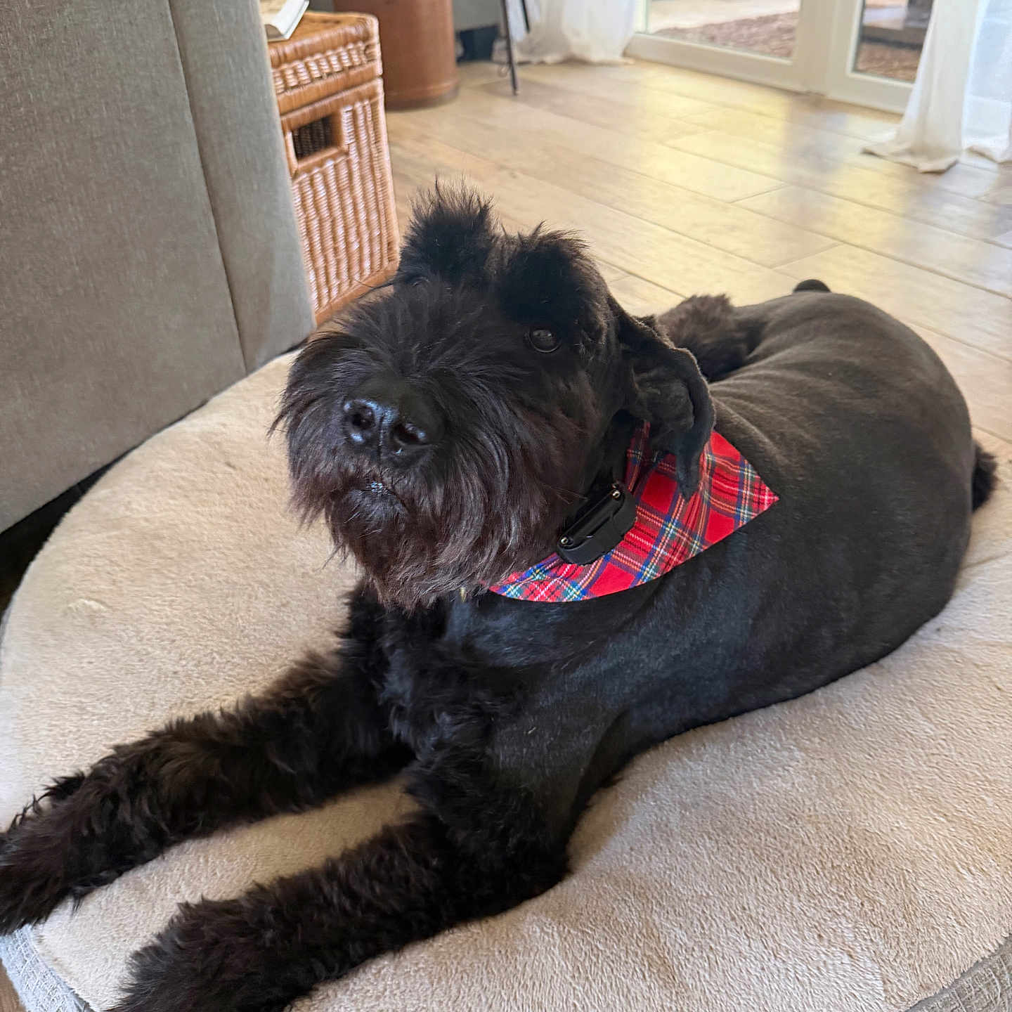 Croix joined the competition — help win amazing prizes! bandana, black_dog, collar, cozy, cushion, dog, dog_bed, furry, hardwood_floor, indoor, living_room, nose, paws, pet, plaid_bandana, portrait, schnauzer, sofa, whiskers, wicker_basket