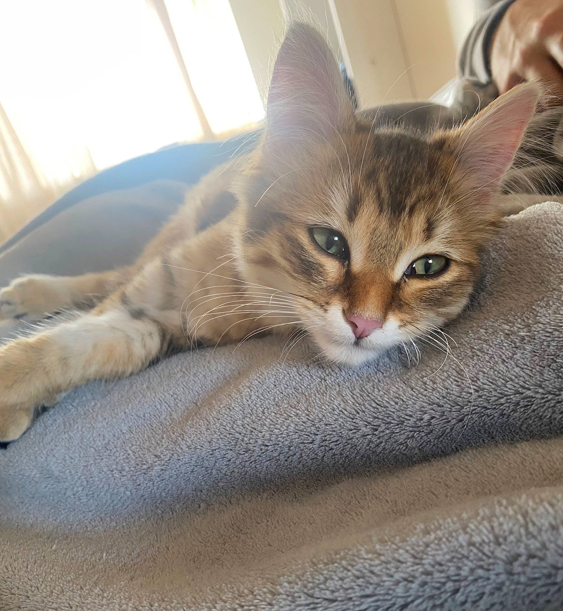 Nala a rejoint le concours — aidez-le/la à gagner de superbes lots ! carnivore, cat, claw, comfort, couch, domestic_short_haired_cat, fawn, felidae, flooring, fur, linens, metal, nap, paw, small_to_medium_sized_cats, snout, tail, whiskers, window, wood