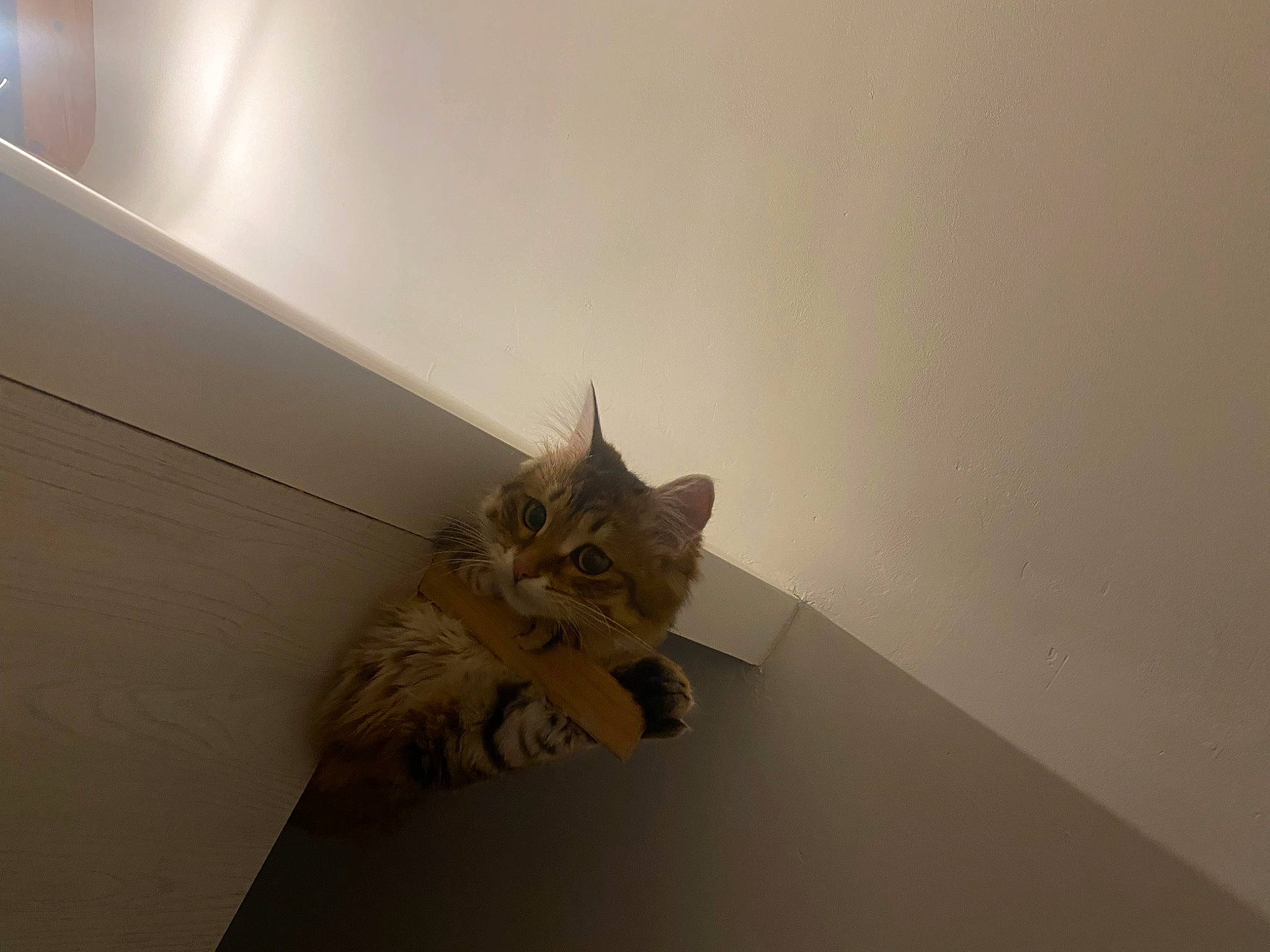 Nala participe au concours pour gagner de l'argent avec cette photo : cardboard, carnivore, cat, ceiling, domestic_short_haired_cat, felidae, flooring, fur, hardwood, paw, plaster, plywood, room, shadow, small_to_medium_sized_cats, stairs, tail, whiskers, wood