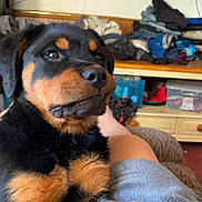 Mary Jane joined the competition — help win amazing prizes! dog, puppy, rottweiler, black_and_tan, pet, animal, canine, sitting, portrait, close_up, indoors, living_room, lap, person, blanket, clothing, television, furniture, floppy_ears, furry