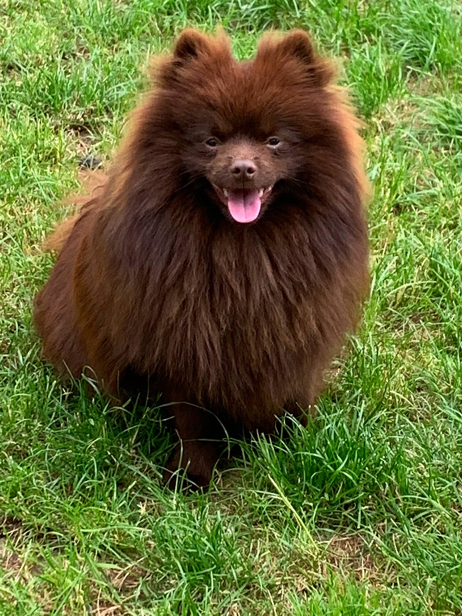Oneil participe au concours pour gagner de l'argent avec cette photo : canidae, carnivore, companion_dog, dog_breed, fawn, fur, german_spitz, german_spitz_mittel, grass, liver, plant, roar, snout, spitz, sporting_group, terrestrial_animal, whiskers, wildlife