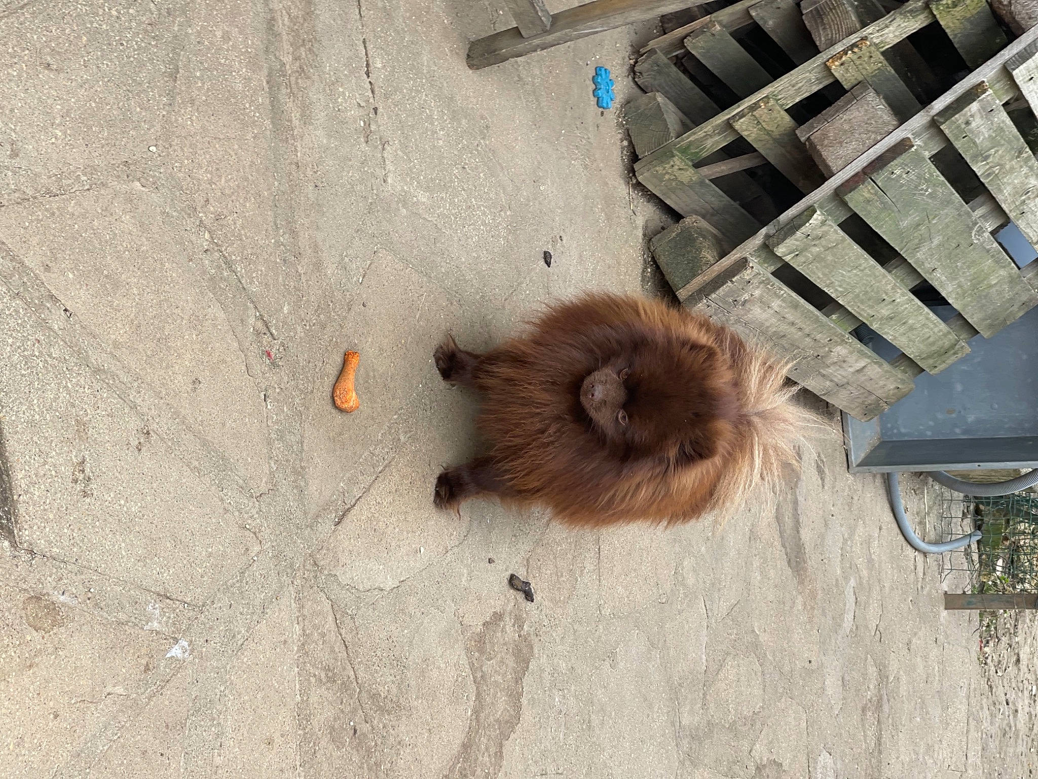 Oneil a rejoint le concours — aidez-le/la à gagner de superbes lots ! asphalt, canidae, concrete, dog_breed, fawn, fur, road_surface, soil, sporting_group, tail, terrestrial_animal, wood