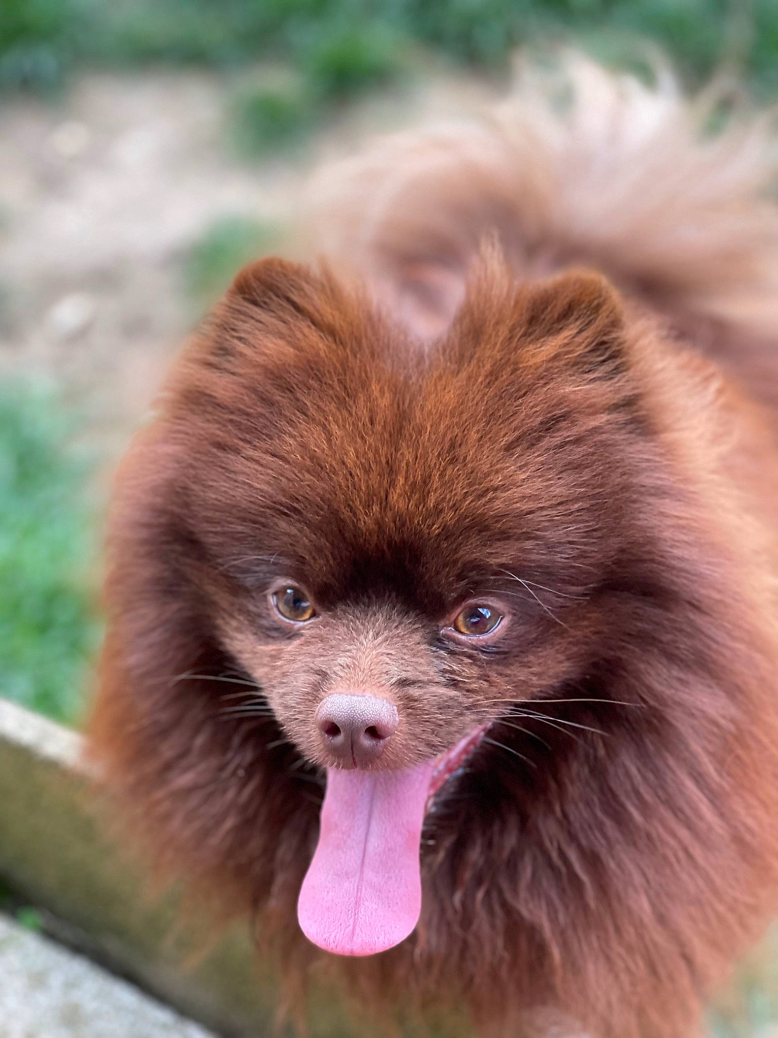 Oneil a rejoint le concours — aidez-le/la à gagner de superbes lots ! close_up, companion_dog, eye, fawn, fur, grass, green, liver, macaque, plant, primate, snout, terrestrial_animal, wildlife