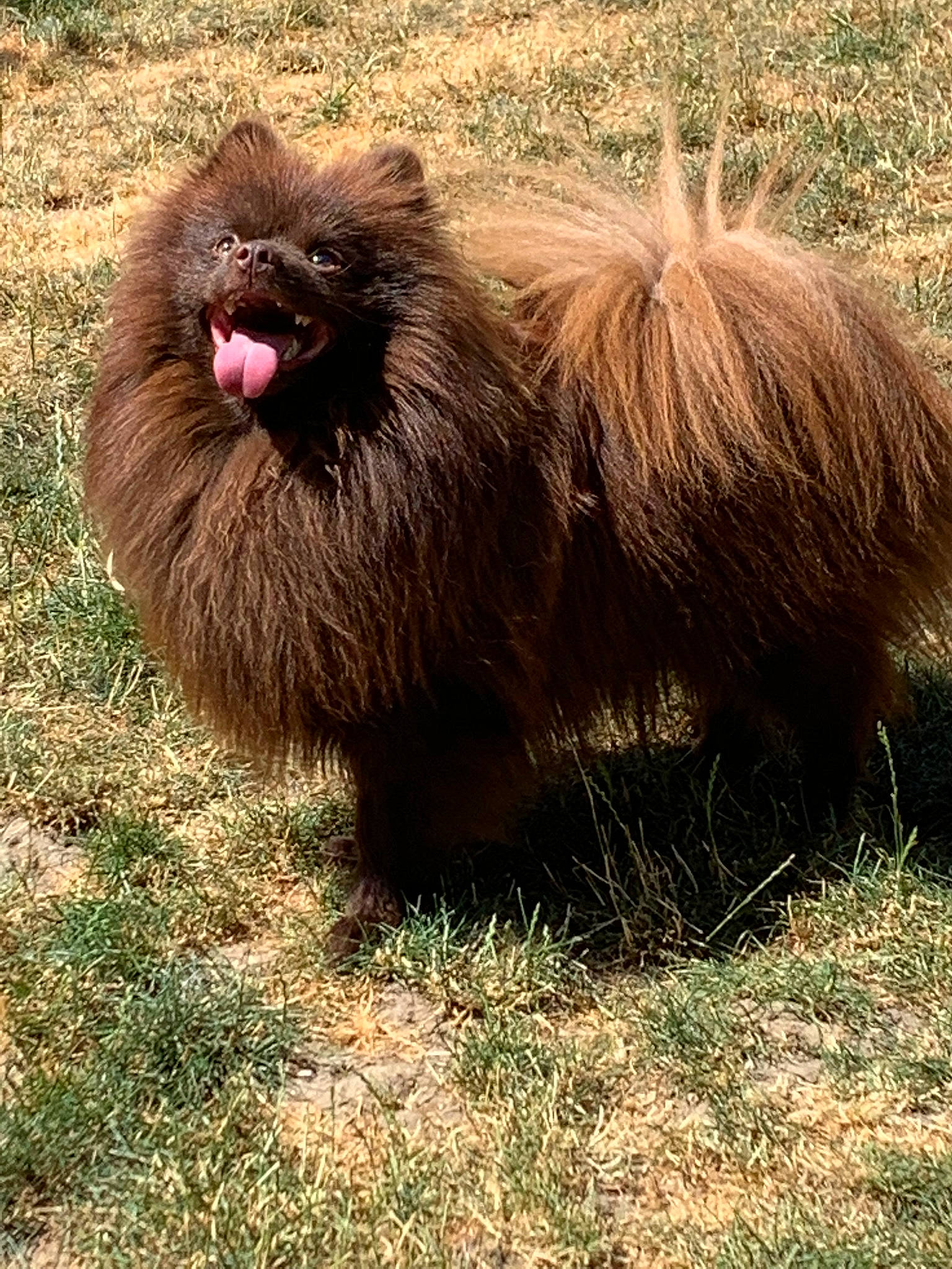 Oneil participe au concours pour gagner de l'argent avec cette photo : eye, fur, grass, grassland, liver, natural_material, snout, terrestrial_animal, wildlife, working_animal
