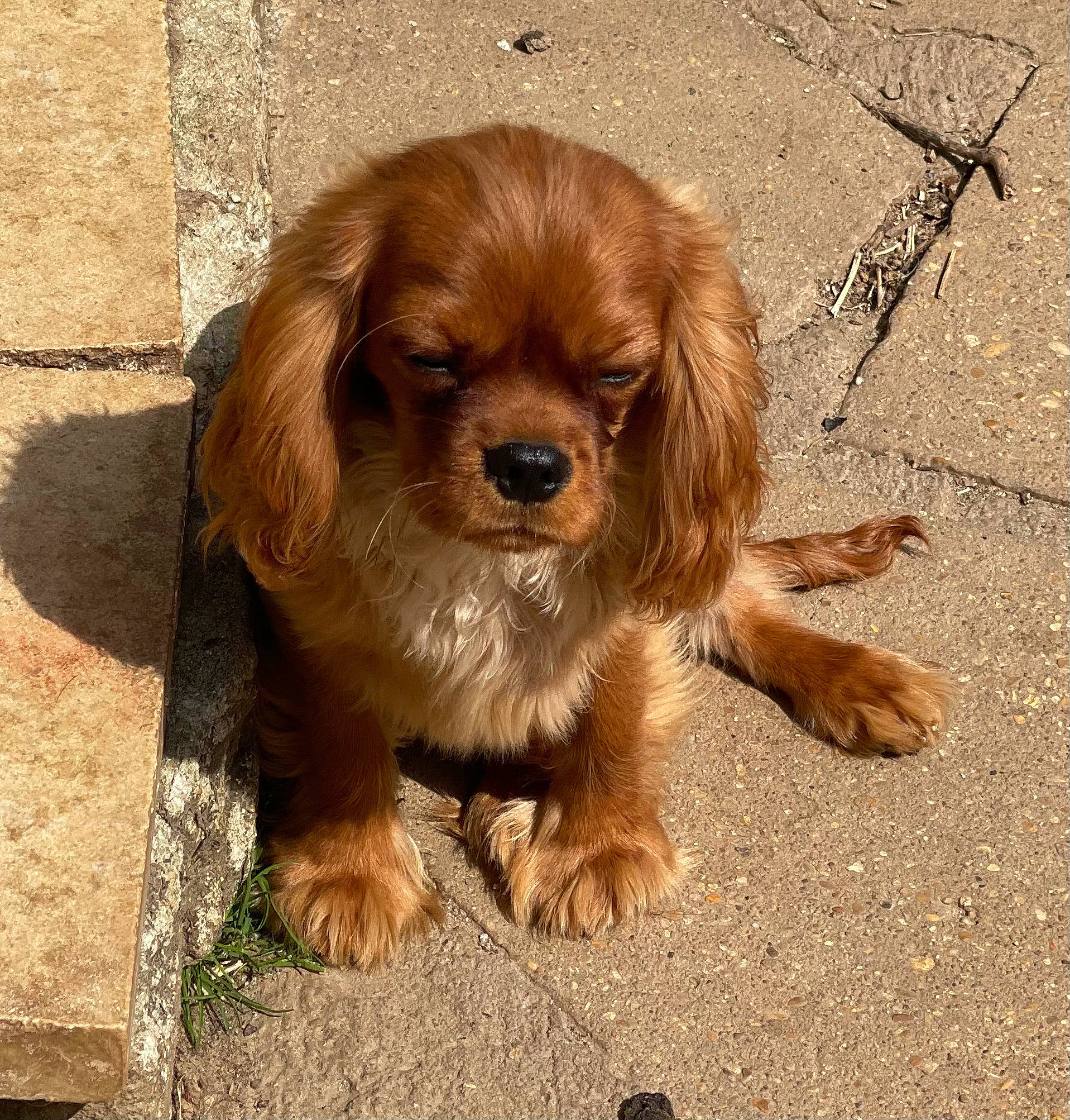 Rox participe au concours pour gagner de l'argent avec cette photo : canidae, carnivore, companion_dog, dog, dog_breed, fawn, fur, liver, paw, puppy, snout, soil, sporting_group, terrestrial_animal, toy_dog, whiskers, wood, working_animal