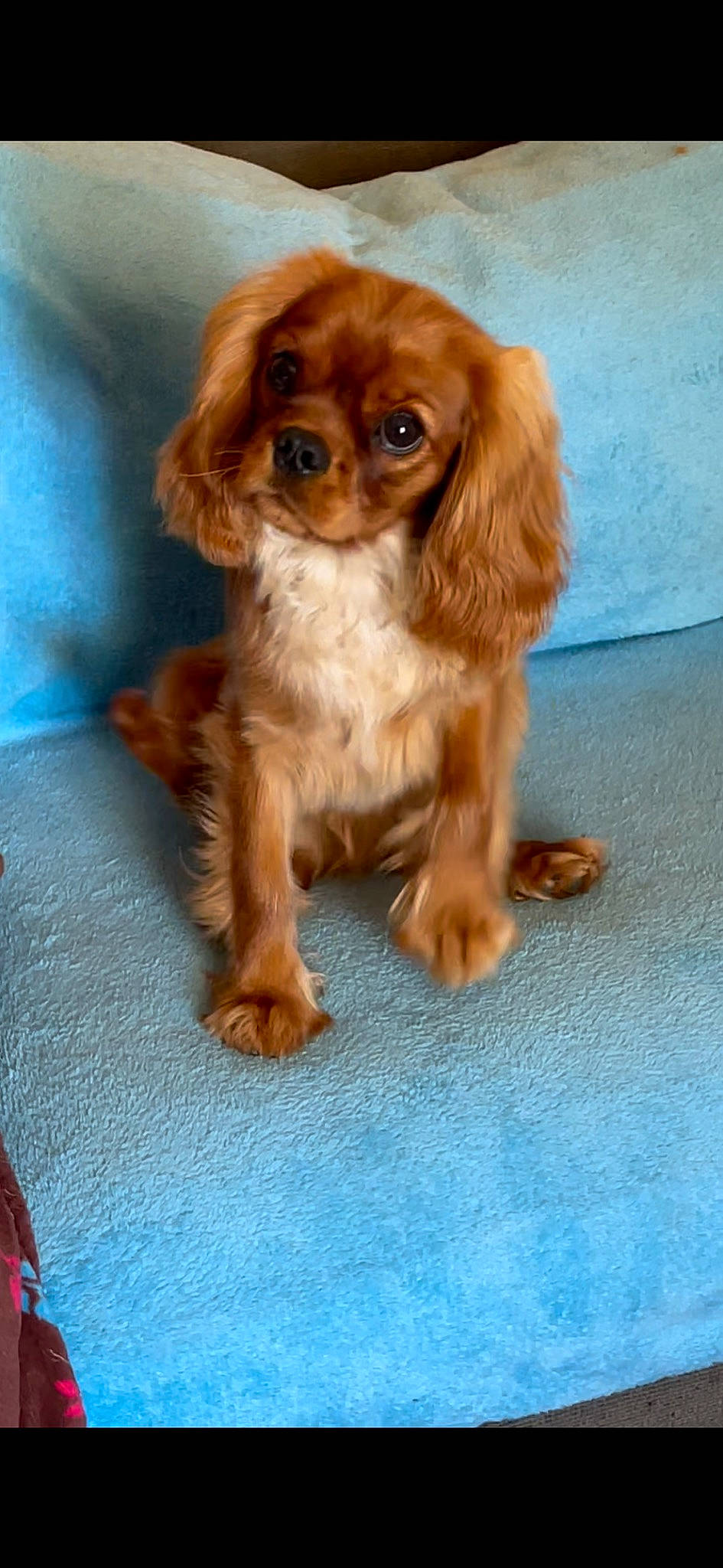 Rox a rejoint le concours — aidez-le/la à gagner de superbes lots ! brown, canidae, carnivore, companion_dog, dog, dog_breed, fawn, fur, liver, snout, sporting_group, terrestrial_animal, toy_dog