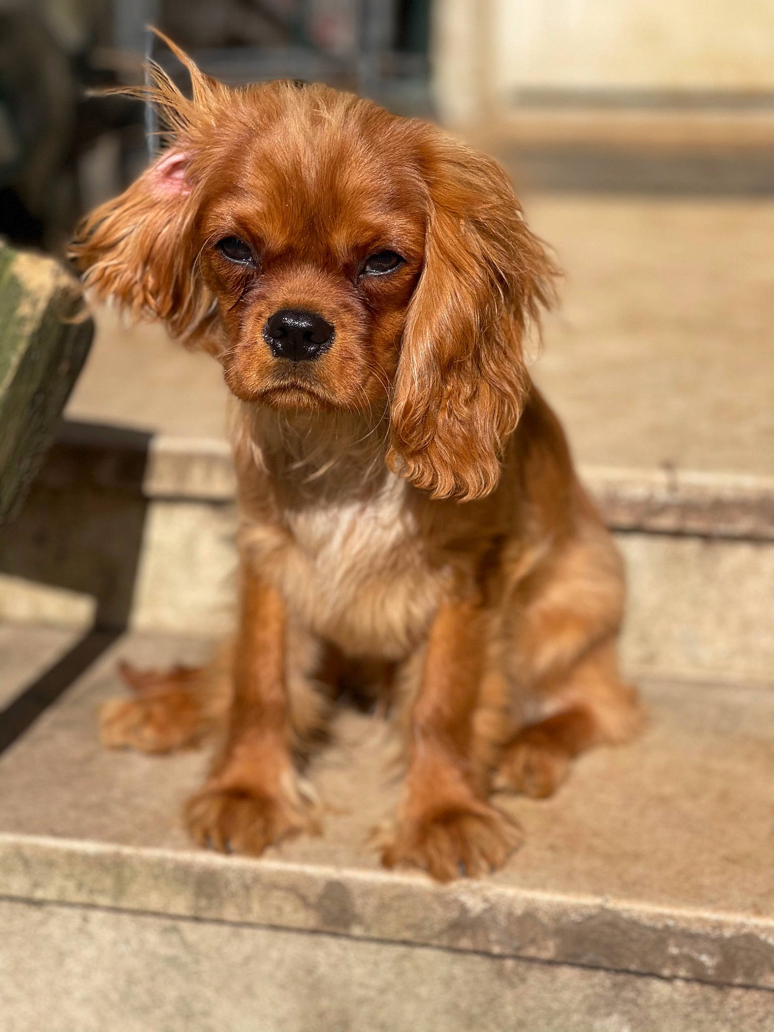 Rox a rejoint le concours — aidez-le/la à gagner de superbes lots ! canidae, carnivore, companion_dog, dog, dog_breed, dog_collar, fawn, fur, leash, liver, puppy, soil, spaniel, sporting_group, street_dog, terrestrial_animal, toy_dog, whiskers, working_animal