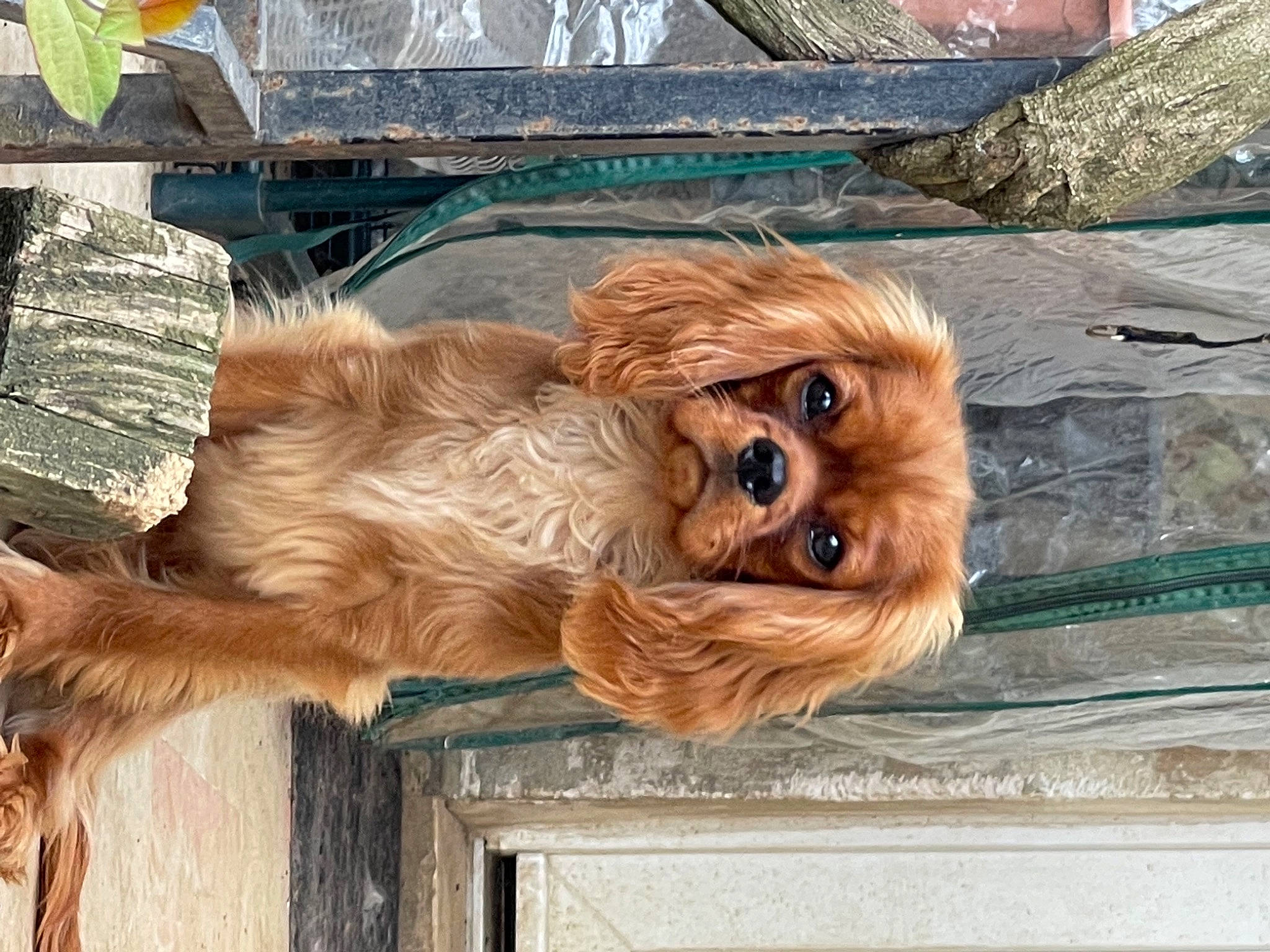 Rox a rejoint le concours — aidez-le/la à gagner de superbes lots ! art, canidae, carnivore, chewbacca, collar, companion_dog, dog, dog_breed, dog_collar, door, eyewear, fawn, fur, liver, snout, spaniel, sporting_group, tail, wood, working_animal