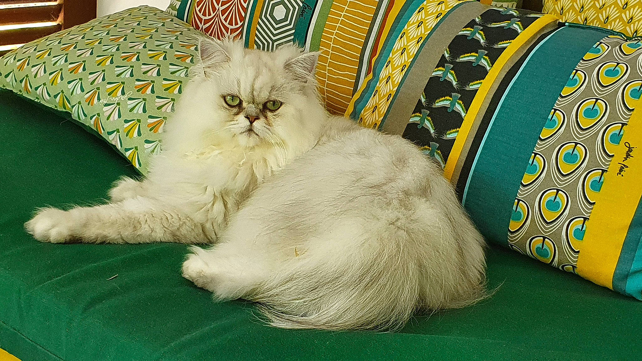 Pacco a rejoint le concours — aidez-le/la à gagner de superbes lots ! carnivore, cat, cat_supply, claw, comfort, domestic_short_haired_cat, felidae, fur, linens, nap, pattern, paw, photo_caption, rectangle, small_to_medium_sized_cats, tail, terrestrial_animal, whiskers