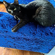 Spooky is registered to the contest to win money with this photo: cat, black_cat, feline, indoor, blue_chair, velvet, plush_furniture, wooden_floor, pet, animal, relaxing, curious_eyes, green_eyes, fur, whiskers, button_tufting, cozy, comfortable, domestic_cat, resting